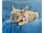 French Bulldog PUPPY FOR SALE ADN-775383 - MINNIE THE COCO MERLE BEAUTY
