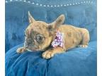 French Bulldog PUPPY FOR SALE ADN-775393 - MINNIE THE COCO MERLE BEAUTY