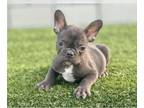 French Bulldog PUPPY FOR SALE ADN-775412 - CHOCOLATE COLOR