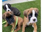 Boxer PUPPY FOR SALE ADN-775433 - 8 Beautiful Euro Boxer Puppies