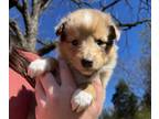 Collie PUPPY FOR SALE ADN-775449 - AKC Collie Puppy