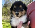 Collie PUPPY FOR SALE ADN-775456 - AKC Collie Puppy
