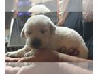 Labrador Retriever PUPPY FOR SALE ADN-775459 - white lab