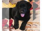Labrador Retriever PUPPY FOR SALE ADN-775479 - Lab Puppies for Sale