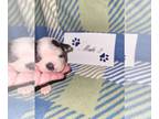 Boston Terrier PUPPY FOR SALE ADN-775480 - Boston terrier male 2