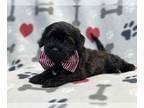 ShihPoo PUPPY FOR SALE ADN-775486 - Alaska