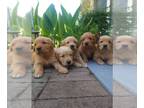 Golden Retriever PUPPY FOR SALE ADN-775488 - AKC Cream Golden Retriever Puppies