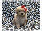 ShihPoo PUPPY FOR SALE ADN-775490 - Nevada