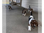 Basset Hound PUPPY FOR SALE ADN-775492 - Basset Hound Puppies