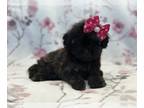 ShihPoo PUPPY FOR SALE ADN-775493 - Georgia