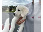 English Cream Golden Retriever PUPPY FOR SALE ADN-775499 - English Cream Golden