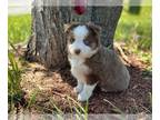 Miniature American Shepherd PUPPY FOR SALE ADN-775503 - Miniature Australian