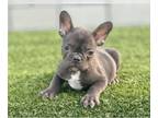 French Bulldog PUPPY FOR SALE ADN-775506 - CHOCOLATE COLOR