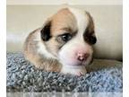 Pembroke Welsh Corgi PUPPY FOR SALE ADN-775524 - Girl Corgi puppy