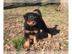 English Shepherd PUPPY FOR SALE ADN-775525 - CKC Registered English Shepherd