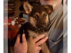 German Shepherd Dog PUPPY FOR SALE ADN-775526 - Available in 7wks