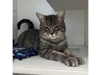 Adopt Germane a Domestic Short Hair