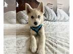 Pomsky PUPPY FOR SALE ADN-775532 - Toy Pomsky White cream husky markings 1 blue