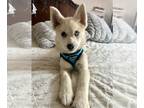 Pomsky PUPPY FOR SALE ADN-775532 - Toy Pomsky White with a blue and brown eye