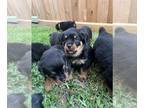 Rottweiler PUPPY FOR SALE ADN-775534 - Rottweiler puppies