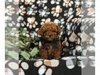Poodle (Miniature) PUPPY FOR SALE ADN-775539 - ACA Reg Mini Poodle Puppy