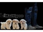 Maltipoo PUPPY FOR SALE ADN-775544 - Maltipoo Crew