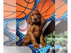 Irish Setter PUPPY FOR SALE ADN-775550 - ACA Reg Irish Setter Puppy