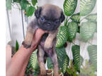 Pug PUPPY FOR SALE ADN-775554 - Fawn male pug 1