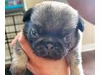 Pug PUPPY FOR SALE ADN-775555 - Fawn male pug 2