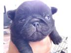 Pug PUPPY FOR SALE ADN-775556 - Female Black Pug