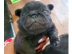 Pug PUPPY FOR SALE ADN-775557 - Black male pug 1