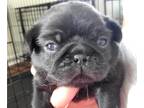 Pug PUPPY FOR SALE ADN-775558 - Black male pug 2