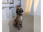 Bloodhound-Great Dane Mix DOG FOR ADOPTION ADN-775247 - Otis Neutered House Pet