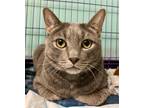 Adopt Mooney a Domestic Short Hair