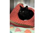 Adopt Louis a Domestic Short Hair