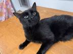 Adopt Monkey a Domestic Medium Hair