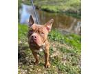 Adopt Stallone a Pit Bull Terrier, Mixed Breed