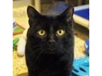 Adopt Silas- Cohort a Domestic Short Hair