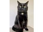 Adopt Lime a Domestic Short Hair