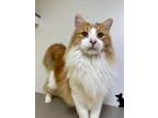 Adopt Lemon a Domestic Long Hair, Domestic Short Hair