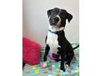 Adopt Ronnie a Labrador Retriever, Border Collie