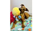 Adopt Bolt a Black Mouth Cur, Mixed Breed