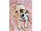 Adopt Rugger a Hound, Mixed Breed