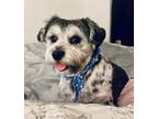 Adopt Chubby Chase a Shih Tzu, Yorkshire Terrier