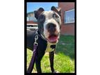 Adopt Stevie a Pit Bull Terrier, Mixed Breed