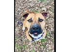 Adopt Rambo a Pit Bull Terrier, Mixed Breed