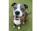 Adopt Rolly a Mixed Breed