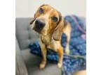Adopt Chief (Rocky) a Hound, Mixed Breed