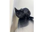Adopt Mister Pink a Domestic Short Hair