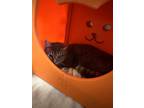 Adopt Pez a Domestic Short Hair